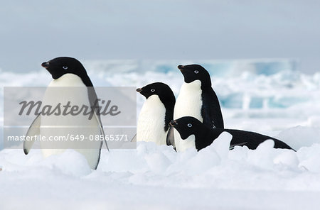 Adelie penguins on the ice floe in the southern ocean, 180 miles north of East Antarctica, Antarctica