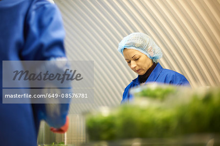 Woman wearing hair net working on production line