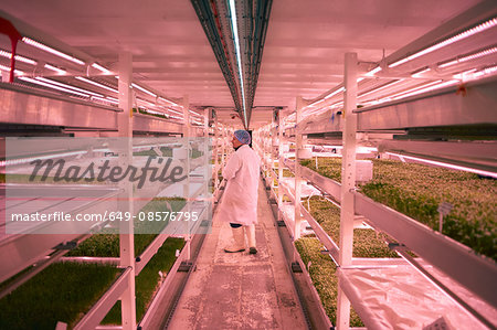 Rear view of worker wearing hair net, overalls and rubber boots checking vegetables growing in artificial light smiling