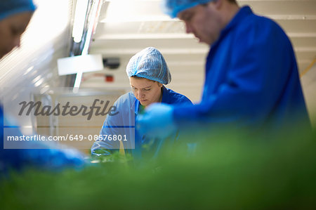 Workers on production line wearing hair nets packaging vegetables