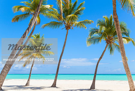 Leaning palm trees on beach, Dominican Republic, The Caribbean