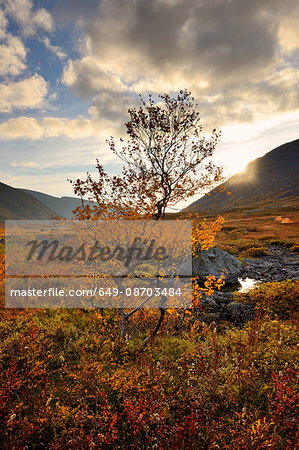 Tree and autumn colours in Malaya Belaya River valley, Khibiny mountains, Kola Peninsula, Russia