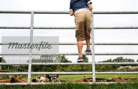Boy climbing gate to see pigs on farm