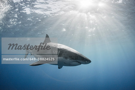 White shark cruising around the crystal blue water of Guadalupe Island, Mexico