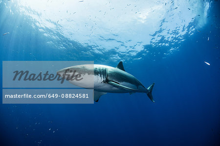 Low angle view of great white shark, Guadalupe, Mexico