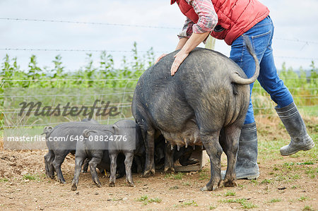 Man on farm feeding pig and piglets