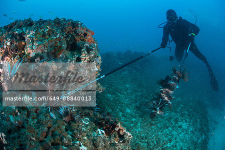 Diver collects invasive lionfish from local reef