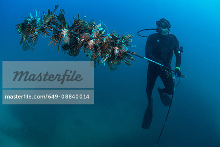 Diver collects invasive lionfish from local reef