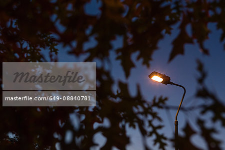 Lit street light amongst silhouetted foliage against blue sky at dusk