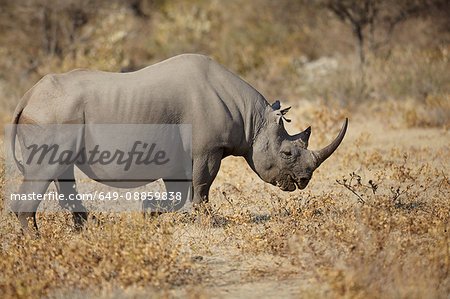 Rhinoceros in arid plain, Namibia, Africa