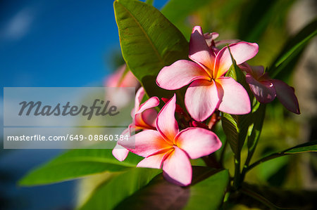 Close up of tropical pink flowers, Reunion Island