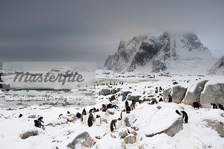 Gentoo penguin colony (Pygoscelis papua), Petermann Island, Antarctica