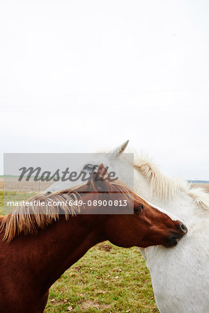 Two horses opposite each other scratching each other's neck