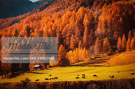 Scenic view, Engadin, Saint Moritz, Switzerland