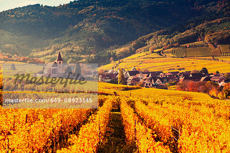 Field landscape with rows of autumn coloured vines, Niedermorschwihr, Alsace, France