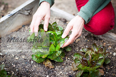 Hands of female gardener tending lettuce