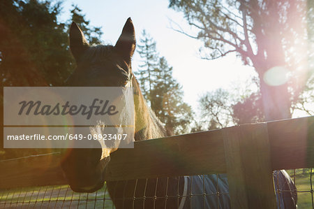 Horse looking over fence