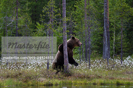 European brown bear on hind legs leaning against forest tree