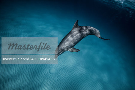 Dolphin, underwater view, Bimini, Bahamas