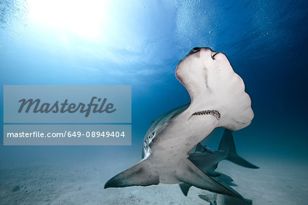 Hammerhead Shark, underwater view, Bimini, Bahamas