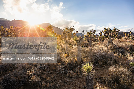 Landscape with sunlit cacti in Death Valley National Park, California, USA