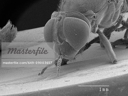 Magnified view of fly head