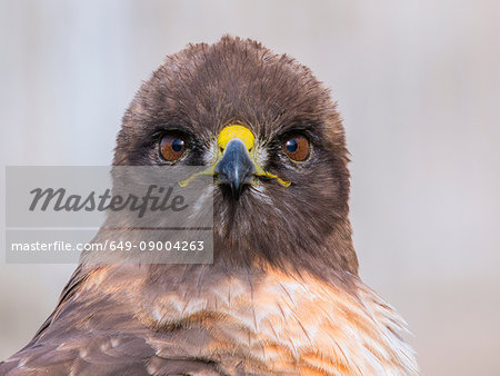 Red-tailed hawk, Buteo jamaicensis