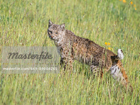 Bobcat, Lynx rufus californicus, Felis rufus