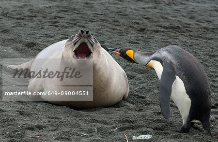 King penguin with Elephant Seal weaner, Macquarie Island, Southern Ocean