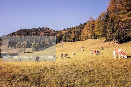 Cows grazing on forest hillside, Bavaria, Germany Cows grazing on forest hillside, Bavaria, Germany