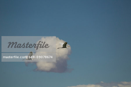 Two great egrets (ardea alba) flying in blue sky with cloud, Khovd, Mongolia
