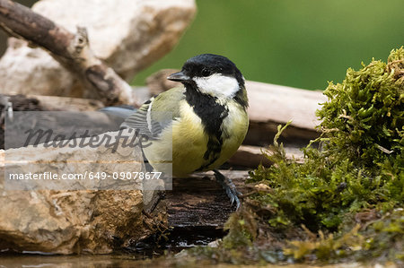 Great tit (Parus major) looking over its shoulder at watering hole, Slovenia