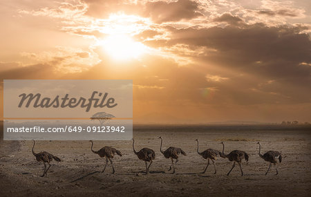 Ostriches at sunset in Amboseli National Park, Amboseli, Rift Valley, Kenya