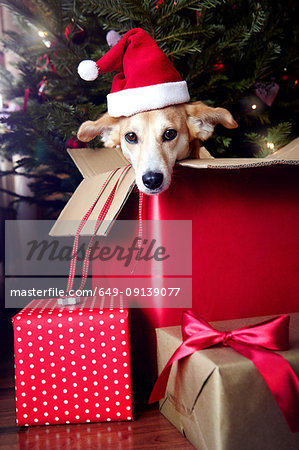 Dog in box, wearing Santa hat