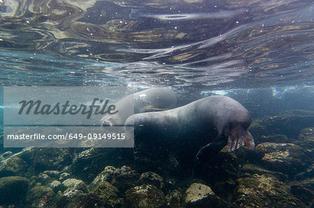 Galapagos sea lions (Zalophus californianus wollebaeki), underwater shot, Santa Fe Island, Galapagos Islands, Ecuador