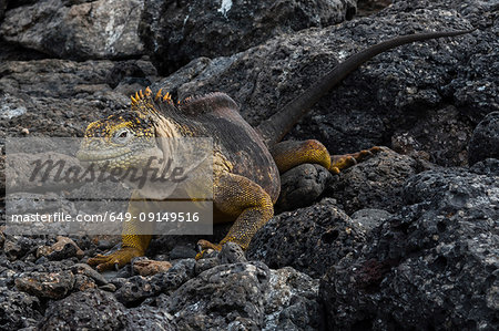 Land Iguana (Conolophus subcristatus) on rocks, South Plaza Island, Galapagos Islands, Ecuador