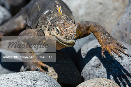 Land Iguana (Conolophus subcristatus) on rocks, close up, South Plaza Island, Galapagos Islands, Ecuador Land Iguana (Conolophus subcristatus) on rocks, close up, South Plaza Island, Galapagos Islands, Ecuador