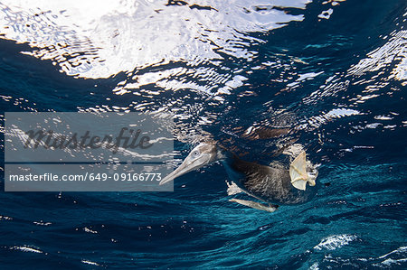 Brown Booby hunting underwater, Puntarenas, Costa Rica