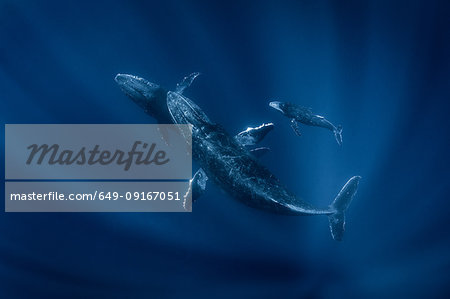 Humpback Whales Megaptera Novaeangliae Underwater View Tonga