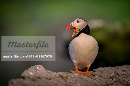 Puffin (Fratercula arctica), resting on rocks, Portmagee, Kerry, Ireland