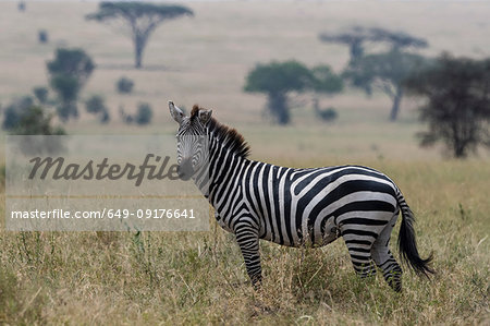Plains zebra (Equus quagga), Seronera, Serengeti National Park, Tanzania