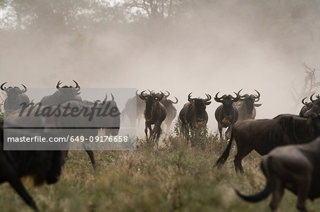 A herd of blue wildebeest (Connochaetes taurinus), Ndutu, Ngorongoro Conservation Area, Serengeti, Tanzania A herd of blue wildebeest (Connochaetes taurinus), Ndutu, Ngorongoro Conservation Area, Serengeti, Tanzania