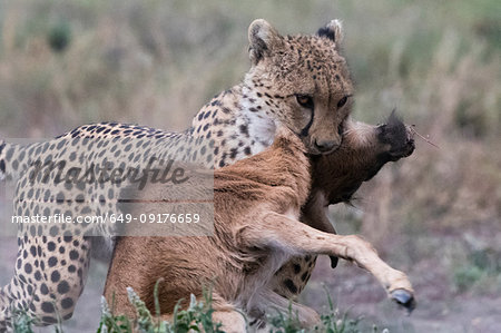 Cheetah (Acinonyx jubatus) killing a blue wildebeest calf (Connochaetes taurinus), Ndutu, Ngorongoro Conservation Area, Serengeti, Tanzania