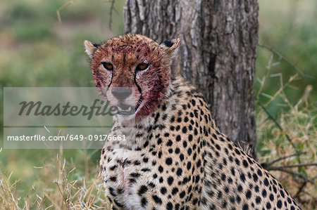 Cheetah (Acinonyx jubatus) with a bloody face after feeding, Ndutu, Ngorongoro Conservation Area, Serengeti, Tanzania