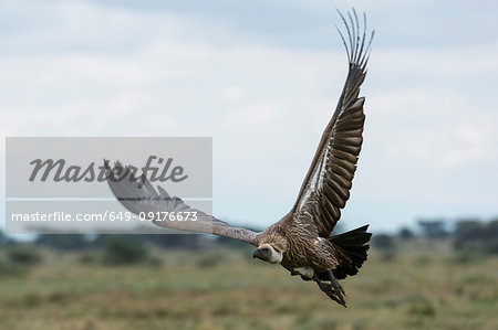 White-backed vulture (Gyps africanus) in flight, Ndutu, Ngorongoro Conservation Area, Serengeti, Tanzania