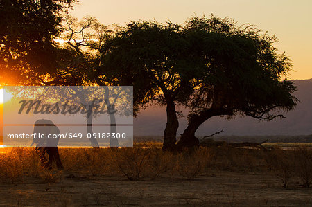 Elephant (Loxodonta Africana),  Zambezi River, Zimbabwe