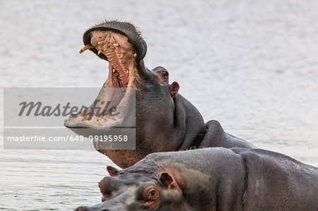 Pair of hippopotamus (Hippopotamus amphibius), Sutherland, Northern Cape, South Africa