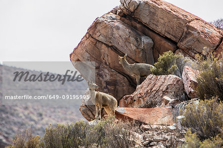 Pair of Klipspringer (Oreotragus) on rocks, Touws River, Western Cape, South Africa