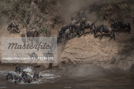 Wildebeest on yearly migration launching across Mara River, Southern Kenya