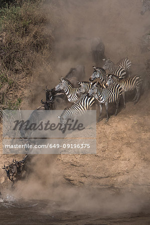 Wildebeest and zebra on yearly migration launching across Mara River, Southern Kenya